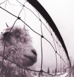Pearl Jam - Vs. (Clear Vinyl)