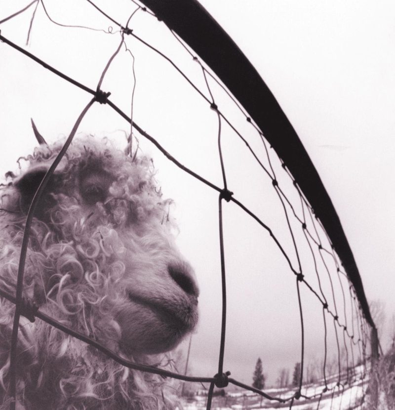 Pearl Jam - Vs. (Clear Vinyl)